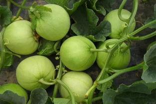 有瓜吃啥意思,揭秘“有瓜吃”的奥秘与乐趣