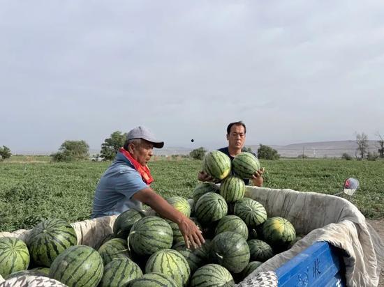 云南德宏盈江吃瓜,瓜果飘香，尽享夏日田园风情