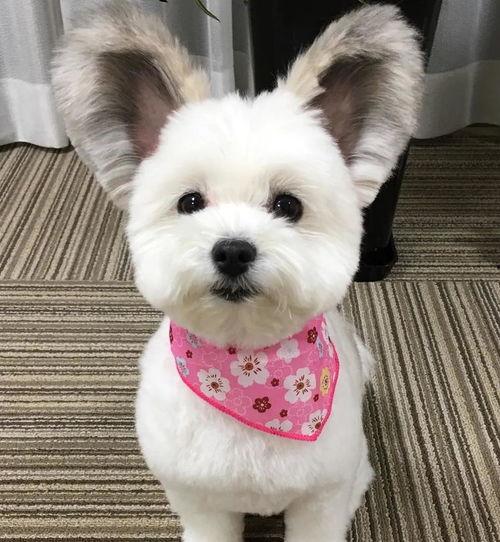 网红小狗子,萌宠界的明星风采