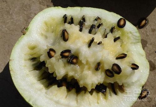 梦见儿子吃籽瓜,儿子品尝籽瓜的温馨启示