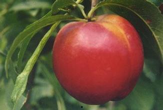 今日头条红肉油桃价格,红肉油桃价格飙升，市场行情一览无余
