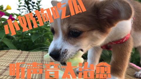 狗狗站在屋认真吃瓜,萌态可掬引网友热议