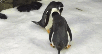 企鹅瓜可以吃吗,揭秘企鹅的饮食之谜，它们真的可以吃瓜吗？