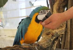 神兽吃瓜视频,揭秘神秘生物的趣味食趣