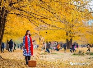 今日头条银杏摄影大赛,捕捉时光流转的摄影盛宴