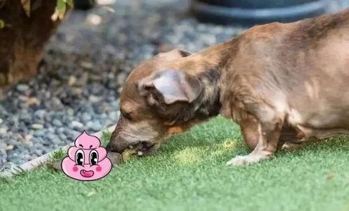 洋瓜狗狗可以吃吗有毒吗,有毒与否揭秘